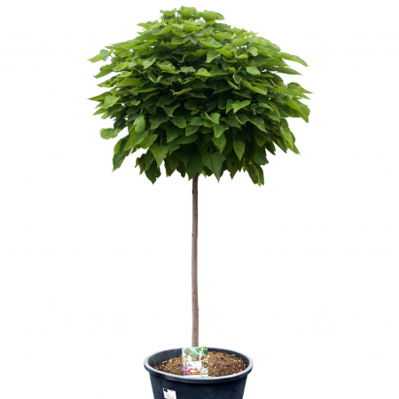 Plante Decorative - Catalpa Globulara - 180cm