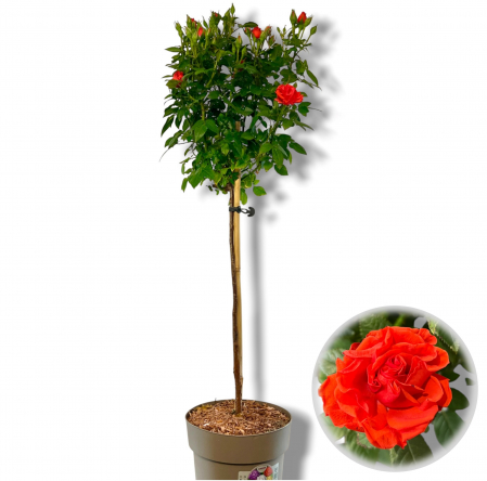 Trandafir Pomisor Portocaliu (90cm+) [2]