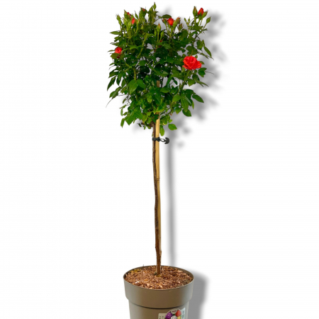 Trandafir Pomisor Portocaliu (90cm+) [3]