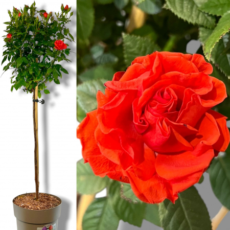Trandafir Pomisor Portocaliu (90cm+) [1]