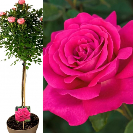 Trandafir Pomisor - Roz (90cm+) [1]