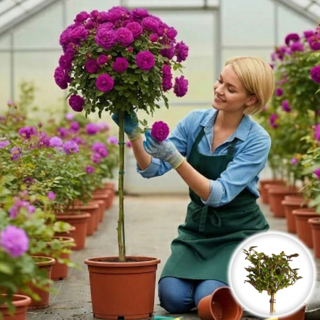 Trandafiri - trandafir-pomisor-royal-purple-mov-120cm-pepiniera-sibiu