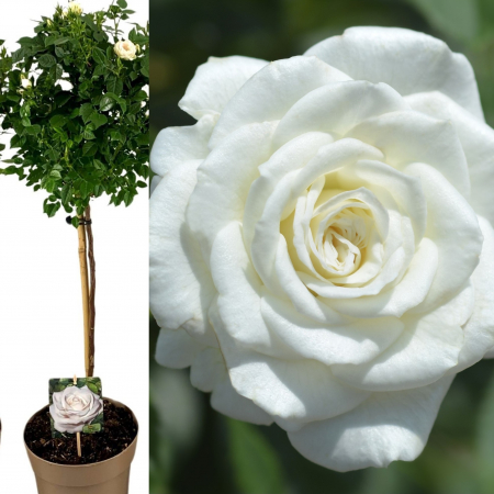 Trandafir Pomisor - Alb (90cm+) [1]