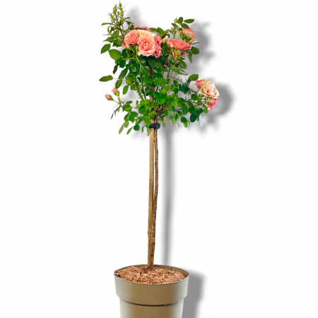 Trandafir Pomisor Somon (90cm+) [3]
