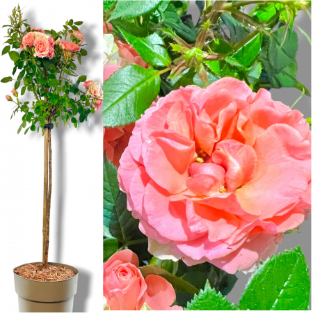 Trandafir Pomisor Somon (90cm+) [1]