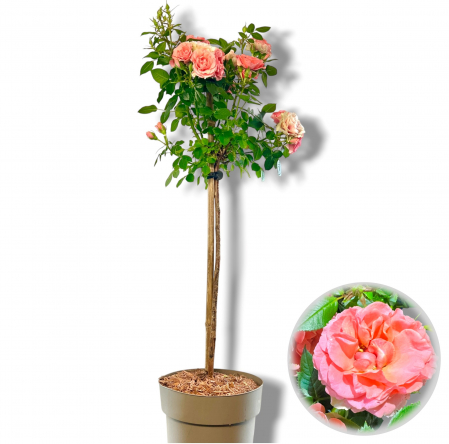 Trandafir Pomisor Somon (90cm+) [2]