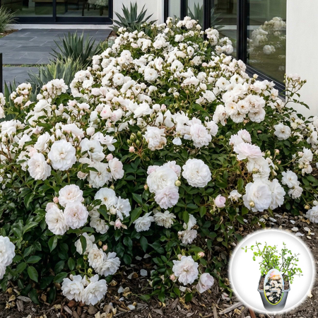 Trandafiri - rosa-crystal-fairy-trandafir-alb-acoperire-pepiniera-sibiu