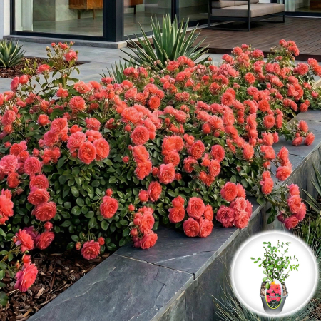 Trandafiri - rosa-lovely-fairy-trandafir-acoperire-roz-pepiniera-sibiu