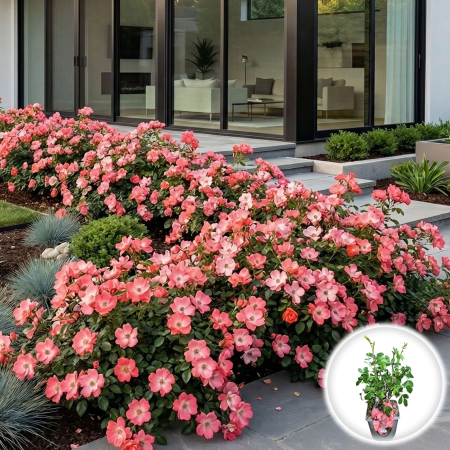 Trandafiri - rosa-pink-blanket-tufa-pepiniera-trandafir-roz