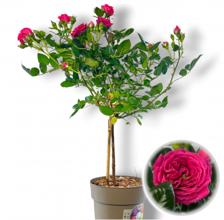 Trandafir Roz - Picior (50cm+) [2]