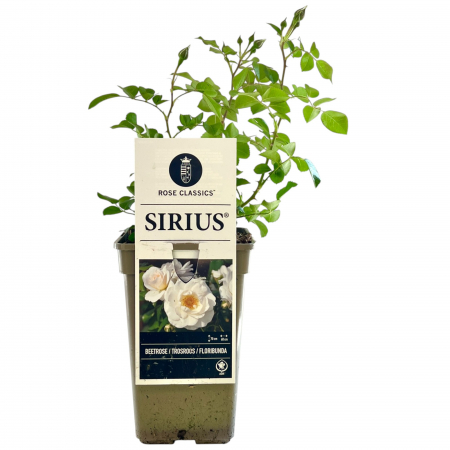 Trandafir Sirius - 35cm+ [1]