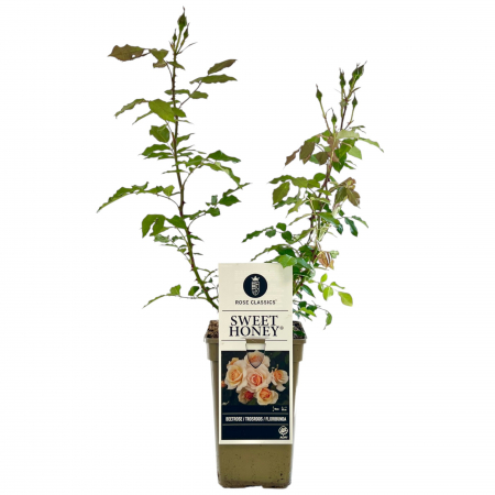 Trandafir Sweet Honey - 50cm [1]