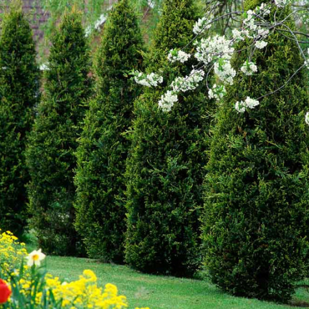 Plante Decorative - TUIA Brabant 60cm (2L)