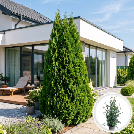 Tuia - thuja-occidentalis-brabant-tuia-gard-viu-pepiniera-sibiu