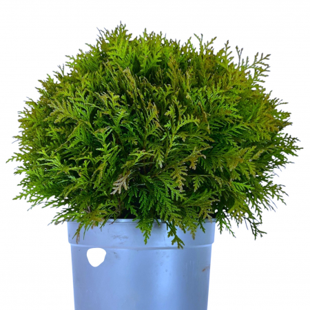 Tuia Danica - 40cm+ (5L) [1]