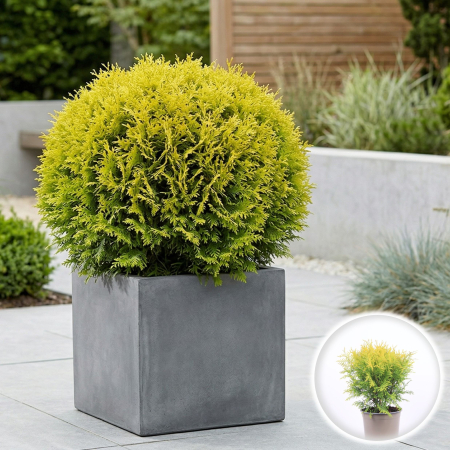 Tuia - TUIA Golden Globe - 2L