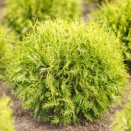 TUIA Golden Globe - 5L [3]