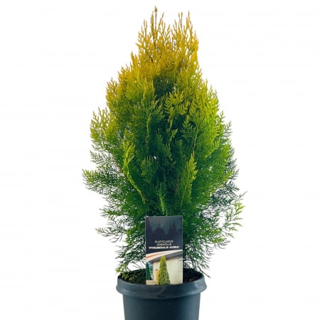 Tuia - Tuia Or. 'Pyramidalis Aurea' (65cm+)