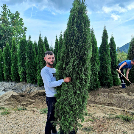 Tuia - TUIA Smaragd 250cm