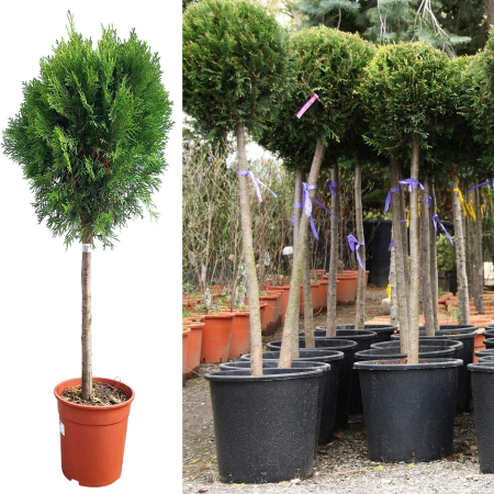 Plante Decorative - TUIA Smaragd Glob - Picior 100cm
