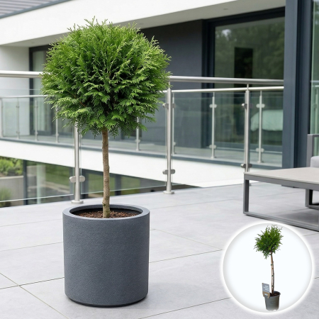 Tuia - Thuja plicata Gelderland tuia pe tulpina 65cm conifer decorativ Pepiniera Sibiu