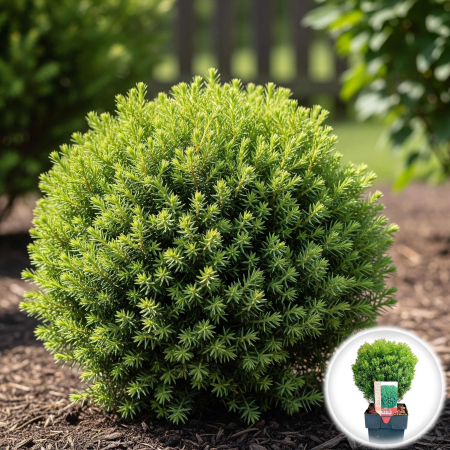 Plante Decorative - Tuia Occ. Teddy - 40cm