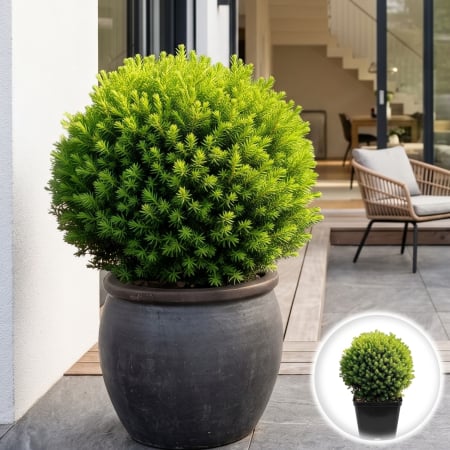 Tuia - thuja-occidentalis-teddy-tuia-pitica-sferica-pepiniera-sibiu