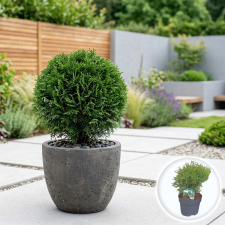 Tuia - tuia-tiny-tim-mini-globulara-pepiniera-sibiu