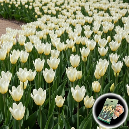 Bulbi de Flori - Tulipa - Lalele Concerto - 7 Bulbi