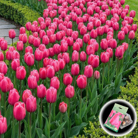 Bulbi de Lalele - lalele-lady-van-eijk-roz-darwin-hybrid-pepiniera-sibiu