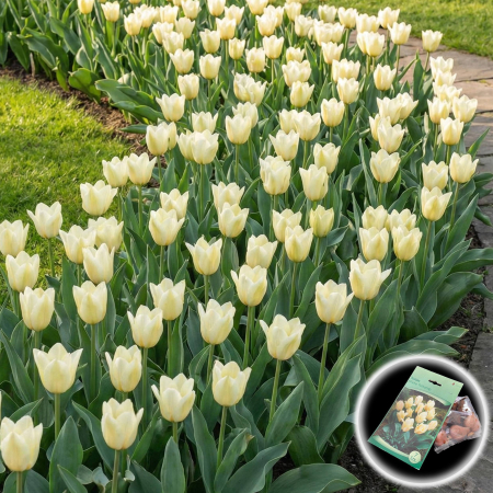 Bulbi de Lalele - lalele-mieke-telkamp-crem-triumph-pepiniera-sibiu