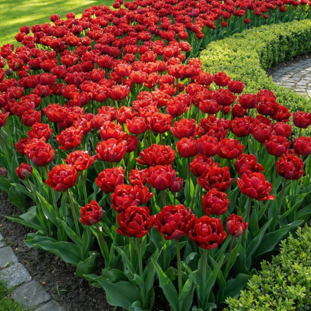 lalele-red-princess-rosii-batute-pepiniera-sibiu [1]