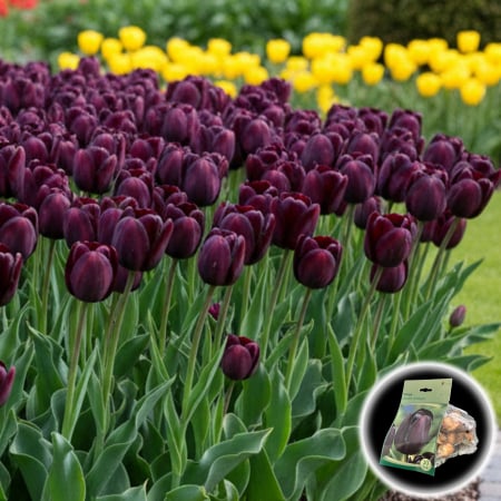 Bulbi de Flori - Tulipa - Lalele Queen of Night - 10 Bulbi