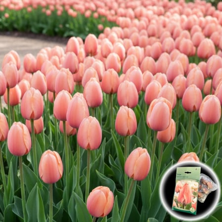 Bulbi de Flori - Tulipa - Lalele Salmon van Eijk - 7 Bulbi