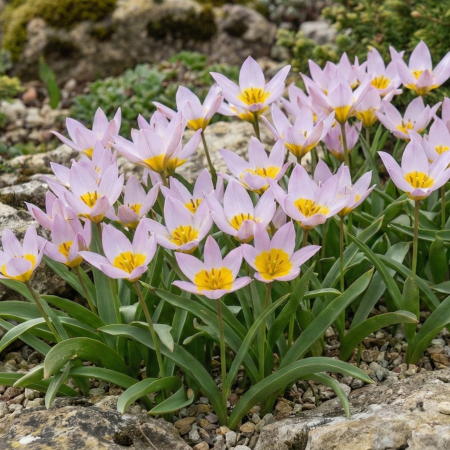 lalele-saxatilis-tulipa-botanica-roz-pepiniera-sibiu [1]