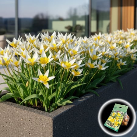 Bulbi de Flori - Tulipa - Lalele Tarda - 10 Bulbi