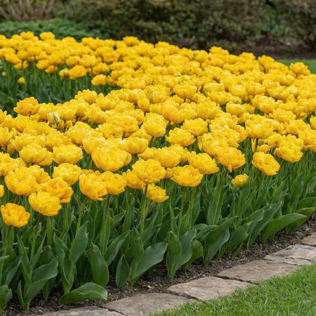 Bulbi de Lalele - lalele-yellow-pomponette-galbene-batute-pepiniera-sibiu