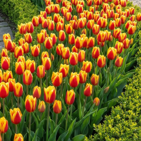 Bulbi de Lalele - lalele-stresa-kaufmanniana-bicolore-pepiniera-sibiu