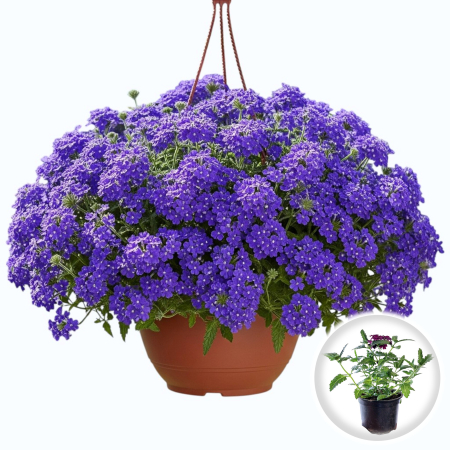 Flori Gradina si Balcon - Verbena curgatoare Albastra floare balcon ghiveci Pepiniera Sibiu