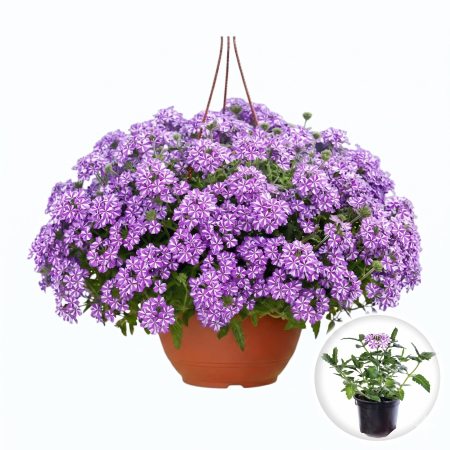 Flori Gradina si Balcon - Verbena Lascar Dark Violet with Eye flori violet ochi alb ghiveci Pepiniera Sibiu
