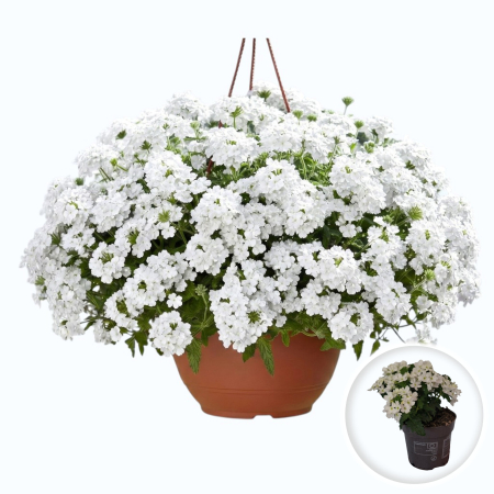 Flori Gradina si Balcon - Verbena alba hybrida flori albe ghiveci ramificata Pepiniera Sibiu