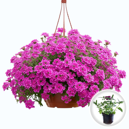 Flori Gradina si Balcon - Verbena curgatoare Magenta flori roz intens ghiveci Pepiniera Sibiu