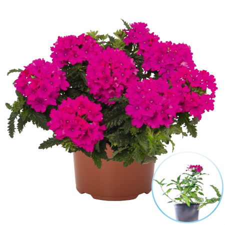 Verbena curgatoare Magenta flori roz intens ghiveci Pepiniera Sibiu [1]