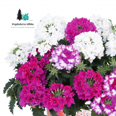 Verbena Curgatoare - Mix 3 Plante (P11) [3]