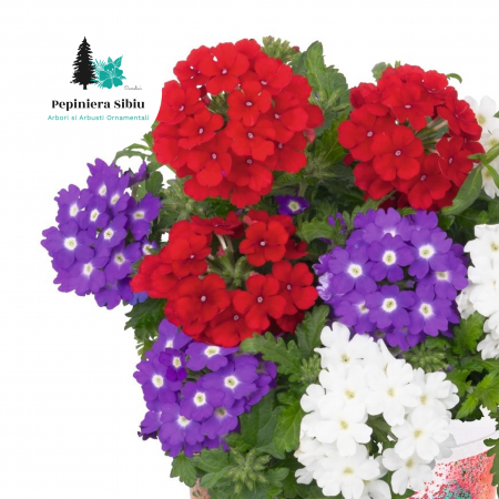 Verbena Curgatoare - Mix 3 Plante (P11) [4]
