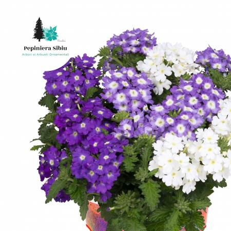 Verbena Curgatoare - Mix 3 Plante (P11) [2]