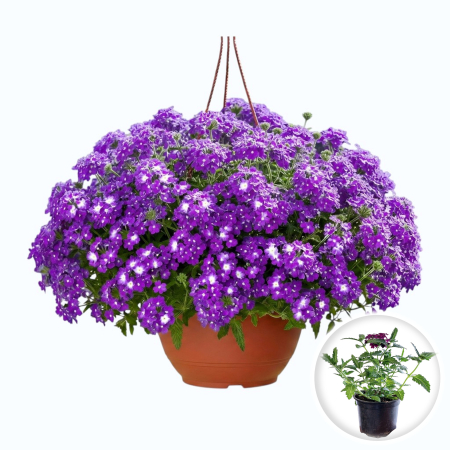 Flori Gradina si Balcon - Verbena Lascar Dark Violet with Eye flori violet ochi alb ghiveci Pepiniera Sibiu