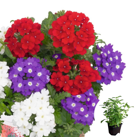Flori Gradina si Balcon - Verbena Curgatoare - Mix 3 Plante (P11)