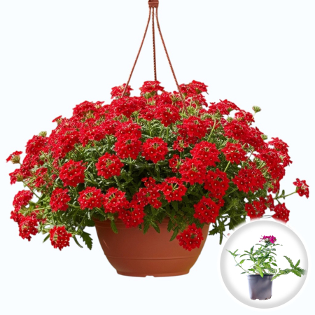 Flori Gradina si Balcon - Verbena curgatoare rosie floare balcon cascada flori ghiveci Pepiniera Sibiu