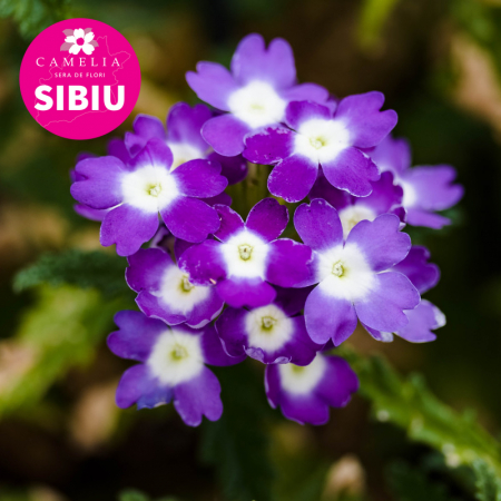 Flori Gradina si Balcon - Verbena Curgatoare - Mov (P11)